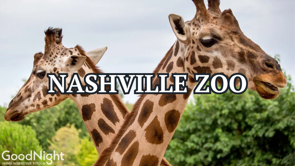 A delightful outdoor scene at the Nashville Zoo featuring a pair of giraffes standing among lush green foliage. The image exudes joy and curiosity, capturing the essence of a family-friendly outing with up-close animal encounters.